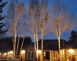 Uplighting on birch trees